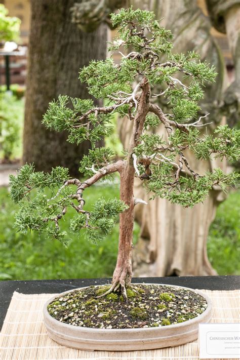 Bonsai On The Car