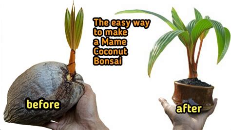 Bonsai Kelapa Mame