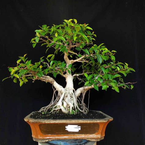 Bonsai Iprik