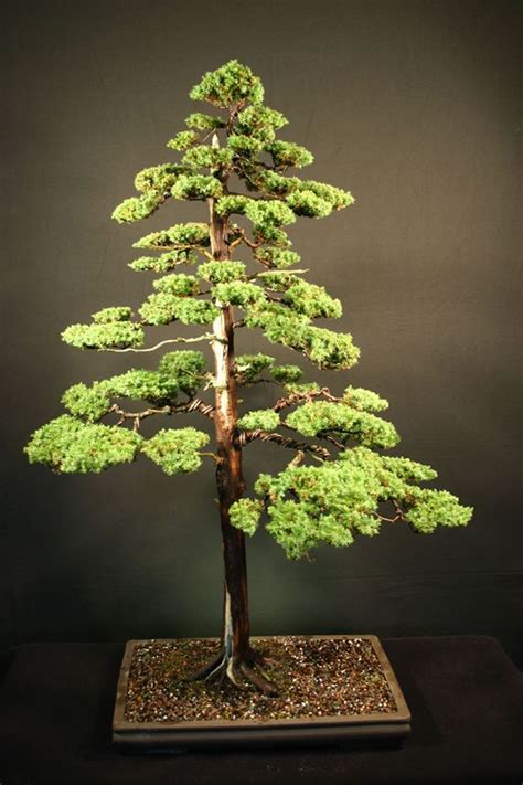 Bonsai Kimeng Tegak Lurus