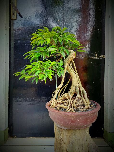 Bonsai Beringin Sungsang