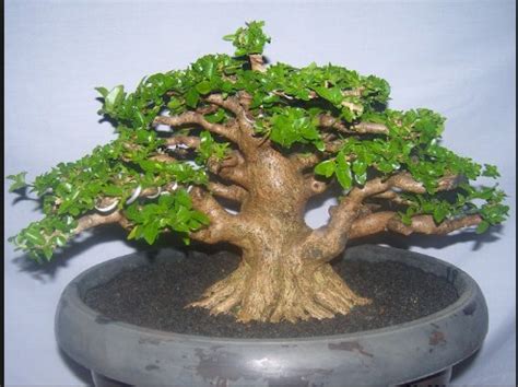 Bonsai Sancang Istimewa