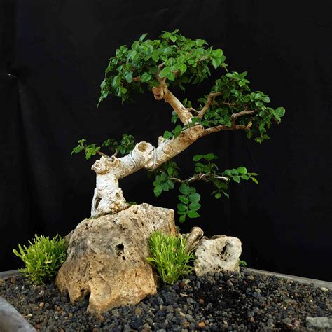 Bonsai Serut On The Rock