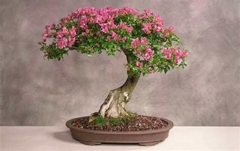 Bonsai Asoka Termahal