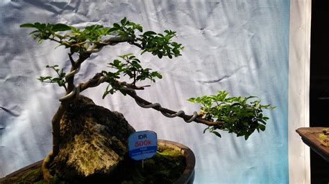 Bonsai Cemara Model Air Terjun