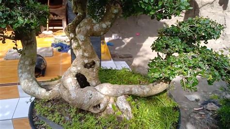 Bonsai Serut Bonggol Besar