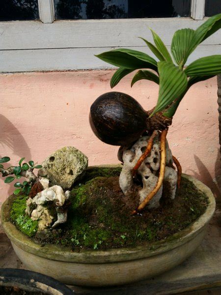 Bonsai Kelapa Di Air