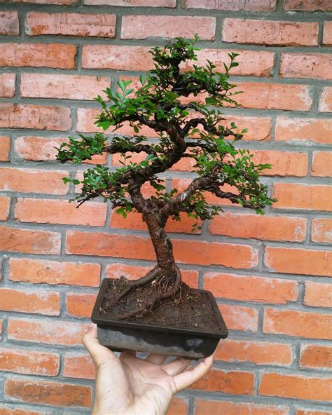 Bonsai Ulmus Mikro