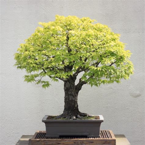 Bonsai Zelkova Serrata